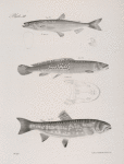 124. The American Smelt (Osmerus viridescens). 125. The Western Mud-fish (Amia occidentalis). 126. The Red-bellied Trout ( Salmo erythrogaster).