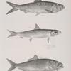 127. The Autumnal Herring (Alosa mattowaca).  128. The Slender Herring (A. Teres). 129. The Spotted Shadine (A. sadina).
