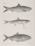 127. The Autumnal Herring (Alosa mattowaca).  128. The Slender Herring (A. Teres). 129. The Spotted Shadine (A. sadina).