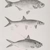 130. The River Mooney (Hyodon tergisus). 131. The Saury (Elops saurus). 132. The Spotted Thread Herring (Chatoessus signifer).