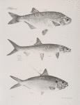 130. The River Mooney (Hyodon tergisus). 131. The Saury (Elops saurus). 132. The Spotted Thread Herring (Chatoessus signifer).