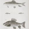 133. The Mullet Sucker (Catostomus aureolus). 134. The Pigmy Dace (Leuciscus pygmæus). 135. He Many-spined Stickleback (Gasterosteus occidentalis). 136. The Brilliant Chubsucker (Labeo oblongus).