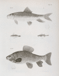 133. The Mullet Sucker (Catostomus aureolus). 134. The Pigmy Dace (Leuciscus pygmæus). 135. He Many-spined Stickleback (Gasterosteus occidentalis). 136. The Brilliant Chubsucker (Labeo oblongus).