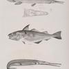 137. The Flat-nosed Bony Pike (Lepisosteus platyrhincus). 1. Upper view of the head. 2. Scales. 3. Anomalous tooth. 138. The Haddock (Morrhua æglefinus). 139. The Buffalo Bony Pike (Lepisosteus bison).