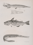137. The Flat-nosed Bony Pike (Lepisosteus platyrhincus). 1. Upper view of the head. 2. Scales. 3. Anomalous tooth. 138. The Haddock (Morrhua æglefinus). 139. The Buffalo Bony Pike (Lepisosteus bison).