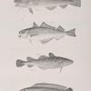140. The American Cod (Morrhua americana). 141. The Power Cod (M. minuta). 142. The Tom Cod or Frost-fish (M. pruinosa). 143. The Cisk (Brosmius vulgaris).
