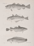 140. The American Cod (Morrhua americana). 141. The Power Cod (M. minuta). 142. The Tom Cod or Frost-fish (M. pruinosa). 143. The Cisk (Brosmius vulgaris).