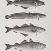 144. The Coal-fish (Merlangus carbonarius ). 145. The Plain Burbot (Lota inornata). 146. The Green Pollack (Merlangus leptocephalus). 147. The New-York Pollack (M. purpureus).