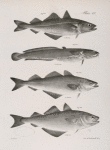 144. The Coal-fish (Merlangus carbonarius ). 145. The Plain Burbot (Lota inornata). 146. The Green Pollack (Merlangus leptocephalus). 147. The New-York Pollack (M. purpureus).