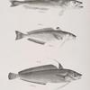 148. The American Hake (Merlucius albidus). 149. The Spotted Codling (Phycis punctatus). 150. The American Codling (P. americanus).