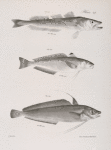148. The American Hake (Merlucius albidus). 149. The Spotted Codling (Phycis punctatus). 150. The American Codling (P. americanus).