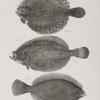 151. The Spotted Turbot (Pleuronectes maculatus). 152. The Long -toothed Flounder (Platessa ocellata).  153. The Pigmy Flat-fish (Platessa pusilla).