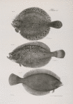 151. The Spotted Turbot (Pleuronectes maculatus). 152. The Long -toothed Flounder (Platessa ocellata).  153. The Pigmy Flat-fish (Platessa pusilla).