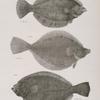 154. The New-York Flat-fish (Platessa plana). 155. The Rusty Flat-fish (P. ferruginea). 156. The Oblong Flounder (P. oblonga).