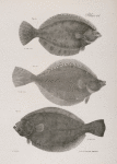 154. The New-York Flat-fish (Platessa plana). 155. The Rusty Flat-fish (P. ferruginea). 156. The Oblong Flounder (P. oblonga).