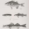 160. The Small Black Bass (Labrax nigricans). 161. The Two-spined Toad-fish (Batrachus celatus). a. Dorsal view of the same. 162. The Champlain Pickering (Pileoma fasciatum). 163. The Yellow Pike-perch (Lucioperca americana).