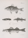 160. The Small Black Bass (Labrax nigricans). 161. The Two-spined Toad-fish (Batrachus celatus). a. Dorsal view of the same. 162. The Champlain Pickering (Pileoma fasciatum). 163. The Yellow Pike-perch (Lucioperca americana).
