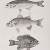 164. The Lake Mooney (Hyodon clodalus). 165. The White Lake Bass (Labrax albidus). 166. The Common Pond-fish (Pomotis vulgaris).