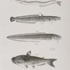 167. The American Sand Launce (Ammodytus americanus). 168. The Spotted Burbot (Lota maculosa). 169. The New-York Ophidium (Ophidium marginatum). 170. The Great Lake Catfish (Pimelodus nigricans).