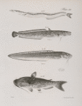 167. The American Sand Launce (Ammodytus americanus). 168. The Spotted Burbot (Lota maculosa). 169. The New-York Ophidium (Ophidium marginatum). 170. The Great Lake Catfish (Pimelodus nigricans).
