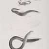 171. The Hudson-river Sea Horse (Hippocampus hudsonius). 172. The American Conger (Conger americanus). 173. The Common New-York Eel (Anguilla tenuirostris).