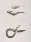 171. The Hudson-river Sea Horse (Hippocampus hudsonius). 172. The American Conger (Conger americanus). 173. The Common New-York Eel (Anguilla tenuirostris).