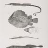 174. The Banded Pipe-fish (Syngnathus fasciatus). 175. The Lump-fish (Lumpus anglorum). View of the under side of the same. 176. The Green Pipe-fish (Syngnathus viridescens). 177. The White-tailed Remora (Echeneis albicauda).