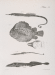 174. The Banded Pipe-fish (Syngnathus fasciatus). 175. The Lump-fish (Lumpus anglorum). View of the under side of the same. 176. The Green Pipe-fish (Syngnathus viridescens). 177. The White-tailed Remora (Echeneis albicauda).