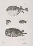178. The Common Puffer (Tetraodon turgidus). 179. The Small Globe-fish (Acanthosoma catinatum). 180. The Hairy Balloon-fish (Diodon pilosus). 181. The Unspoted Balloon-fish (D. fuliginosus).