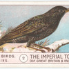 Starling.