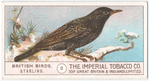 Starling.