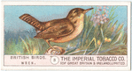 The Wren.