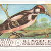 Great-Spotted Woodpecker.