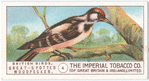 Great-Spotted Woodpecker.