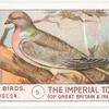 Wood Pigeon.