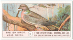 Wood Pigeon.
