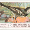 Pied Wagtail.