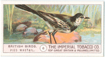 Pied Wagtail.