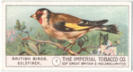 Goldfinch.