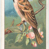 Tree Sparrow.