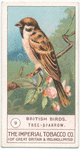 Tree Sparrow.