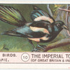 Magpie.
