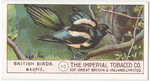 Magpie.