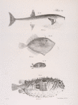 182. The Lineated Puffer (Tetraodon lævigatus). 183. The Long-finned File-fish (Monocanthus broccus). 184. The Warty Balloon-fish (Diodon verrucosus). 185. The Spot-striped Balloon-fish (D. maculato-striatus).