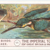Kingfisher.