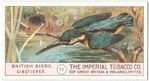 Kingfisher.