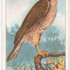 The Sparrow-Hawk.