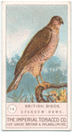 The Sparrow-Hawk.