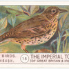 Song-Thrush.