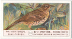 Song-Thrush.